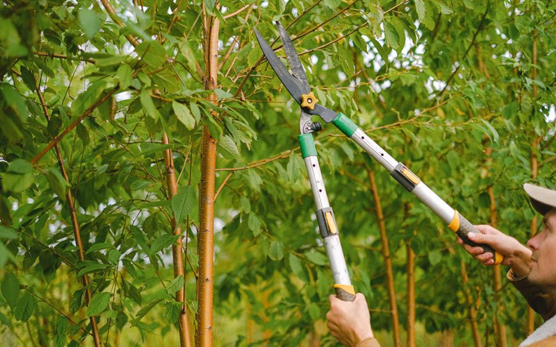 Tree trimming in Tarkio, MO